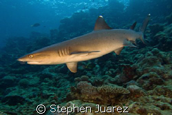 Maui has great diving! Shot this White Tip Shark in my ba... by Stephen Juarez 